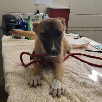 Flurryheart -  Mixed Breed Dog for Adoption in Lake Panasoffkee, Florida - Flurryheart | PetCurious
