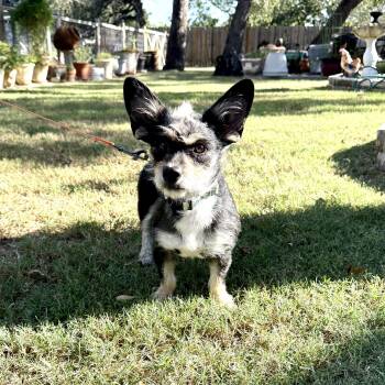Shazaaam AKA Shorty the low-rider -  Yorkshire Terrier and Cairn Terrier Dog for Adoption in Lockhart, Texas - Shazaaam AKA Shorty The Low-rider | PetCurious