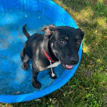 KNUCKLES -  Boxer and Mixed Breed Dog for Adoption in Indianapolis, Indiana - KNUCKLES | PetCurious