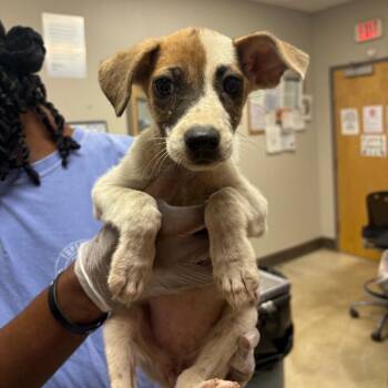 Chantel - 083103U -  Labrador Retriever and Mixed Breed Dog for Adoption in Tupelo, Mississippi - Chantel - 083103U | PetCurious