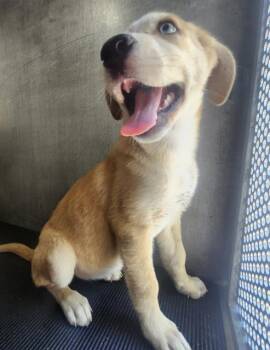 Husky Dogs Available for Adoption in San Antonio, Texas - JAZZY | PetCurious