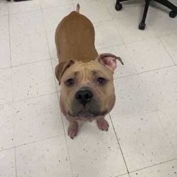 Rescue Mixed Breed Dogs for Adoption in Davenport, Iowa - Just Dandy | PetCurious