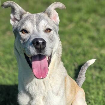 Husky Dogs Available for Adoption - Loki | PetCurious