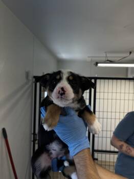 Honeycrisp -  Australian Shepherd Dog for Adoption in Bolivar, Missouri - Honeycrisp | PetCurious