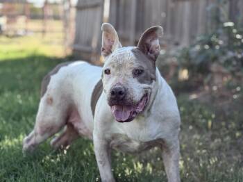 Rescue Pit Bull Terrier Dogs for Adoption in Ferndale, Washington - Bearcat | PetCurious