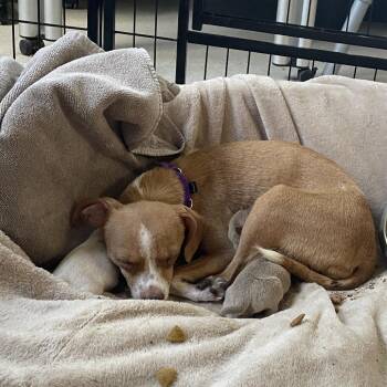 Moxie -  Chihuahua Dog for Adoption in Austin, Texas - Moxie | PetCurious