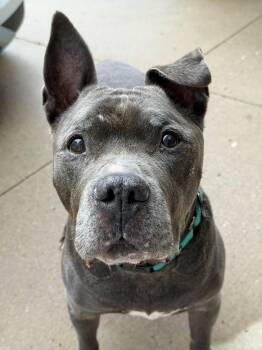 Banks -  Pit Bull Terrier Dog for Adoption in Cleveland, Ohio - Banks | PetCurious