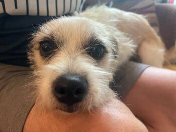 Lando -  Terrier Dog for Adoption in Millcreek, Utah - Lando | PetCurious