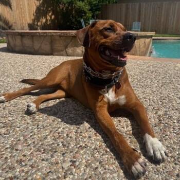 Charlie Brown Belly Rub King -  Hound and Rhodesian Ridgeback Dog for Adoption in Friendswood, Texas - Charlie Brown Belly Rub King | PetCurious