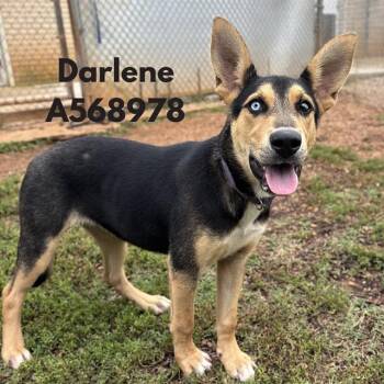 DARLENE -  German Shepherd Dog and Mixed Breed Dog for Adoption - DARLENE | PetCurious