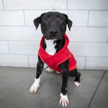 Bull Terrier and Mixed Breed Dogs Available for Adoption - Duke | PetCurious