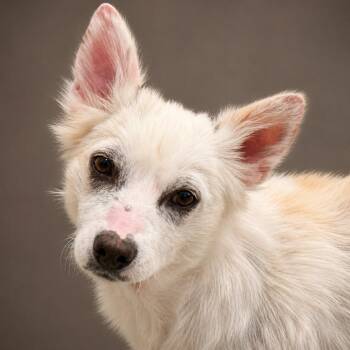 Dove -  Spitz Dog for Adoption in Hondo, Texas - Dove | PetCurious