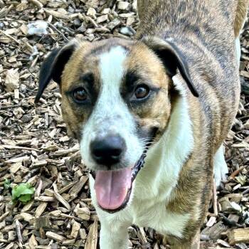 Bonita -  Labrador Retriever Dog for Adoption in Rockville, Maryland - Bonita | PetCurious