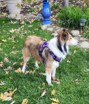Rescue Shetland Sheepdog Sheltie Dogs for Adoption in New Castle, Pennsylvania - Maddy | PetCurious