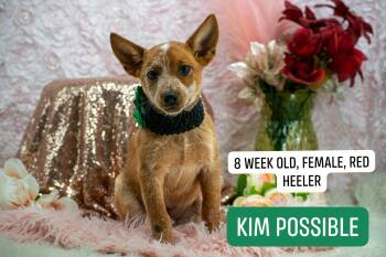 Kim Possible -  Australian Cattle Dog Blue Heeler Dog for Adoption in Sevierville, Tennessee - Kim Possible | PetCurious