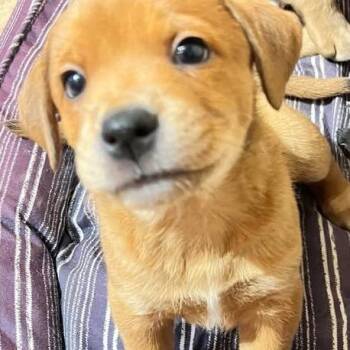 MIA -  Terrier and Mixed Breed Dog for Adoption in Calgary, Alberta - MIA | PetCurious