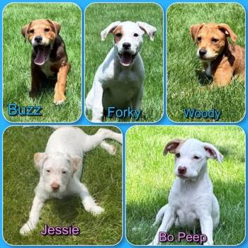 Toy Story Litter - puppies 3 male 2 female -  Terrier Dog for Adoption in Traverse City, Michigan - Toy Story Litter - Puppies 3 Male 2 Female | PetCurious