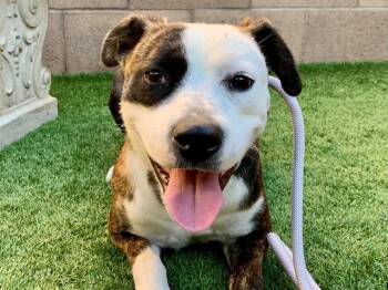 SAVE ME PLEASE Valerie - IDA554470 -  Pit Bull Terrier Dog for Adoption in San Marcos, California - SAVE ME PLEASE Valerie - IDA554470 | PetCurious