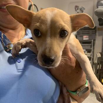 Baby -  Chihuahua and Mixed Breed Dog for Adoption in Houston, Texas - Baby | PetCurious