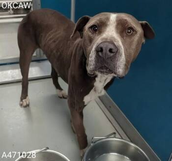 American Bulldog and Mixed Breed Dogs Available for Adoption in Oklahoma City, Oklahoma - DOUG | PetCurious