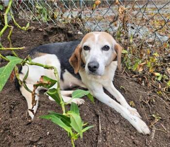 Rescue Beagle and American Foxhound Dogs for Adoption in Heathsville, Virginia - MILLY | PetCurious