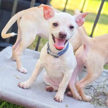 Nassau -  Chihuahua Dog for Adoption in Houston, Texas - Nassau | PetCurious