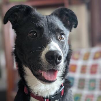 Odie D69918 -  Border Collie and Mixed Breed Dog for Adoption in Minnetonka, Minnesota - Odie D69918 | PetCurious