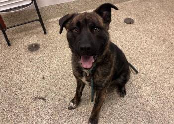 FEISTY -  Anatolian Shepherd and Mixed Breed Dog for Adoption in Colorado Springs, Colorado - FEISTY | PetCurious