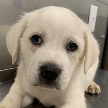 Armani -  Great Pyrenees and Mixed Breed Dog for Adoption in Washburn, Missouri - Armani | PetCurious