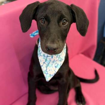Daphne -  Black Labrador Retriever and Mixed Breed Dog for Adoption in Tacoma, Washington - Daphne | PetCurious