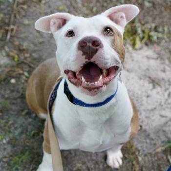 Sasha -  Mixed Breed Dog for Adoption in Hampton Bays, New York - Sasha | PetCurious