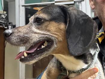 Rescue Beagle and Foxhound Dogs for Adoption in Rogersville, Tennessee - Percy | PetCurious