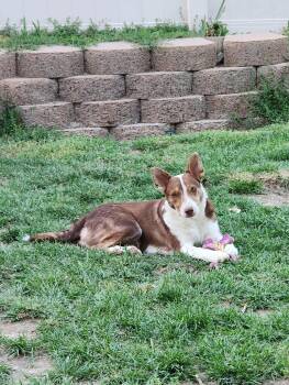 Rescue Australian Kelpie and Border Collie Dogs for Adoption in Clinton, Utah - Peanut | PetCurious