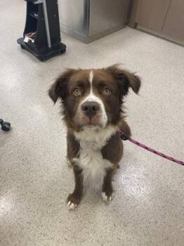 Wedge -  Australian Shepherd and Mixed Breed Dog for Adoption in Fishers, Indiana - Wedge | PetCurious