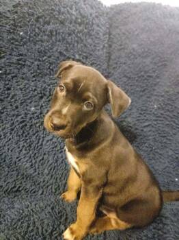Root Beer -  Husky and Pit Bull Terrier Dog for Adoption in West Peoria, Illinois - Root Beer | PetCurious
