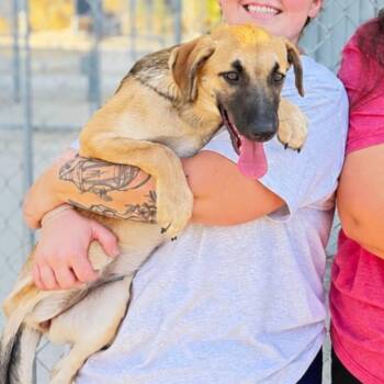 Heaven -  Shepherd Dog for Adoption in Warren, Ohio - Heaven | PetCurious