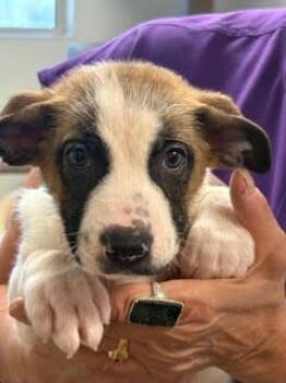 Mixed Breed Dogs Available for Adoption - Rachel | PetCurious