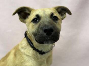 Pit Bull Terrier and Mixed Breed Dogs Available for Adoption in Portland, Oregon - Dale | PetCurious