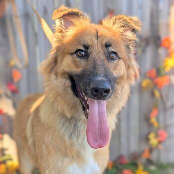 Rescue Shepherd and Golden Retriever Dogs for Adoption in Tacoma, Washington - Noel | PetCurious