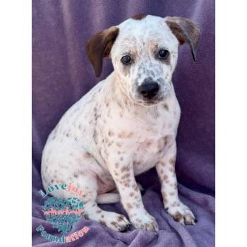Lily -  Australian Cattle Dog Blue Heeler and Shar Pei Dog for Adoption in Inglewood, California - Lily | PetCurious