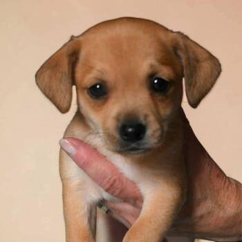 T.T. -  Chihuahua Dog for Adoption in Portland, Oregon - T.T. | PetCurious