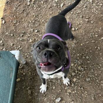Homie -  American Staffordshire Terrier Dog for Adoption in Greenville, South Carolina - Homie | PetCurious