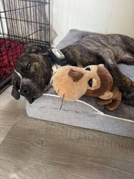 American Staffordshire Terrier Dogs Available for Adoption - Marcy | PetCurious