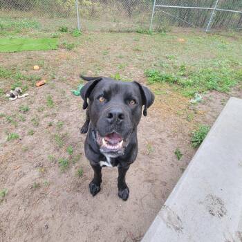 Bullmastiff Dogs Available for Adoption in Lake Panasoffkee, Florida - Blacky | PetCurious
