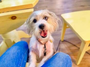 Daisy Daisy Sugar Cookie -  Schnauzer and Shih Tzu Dog for Adoption in Friendswood, Texas - Daisy Daisy Sugar Cookie | PetCurious