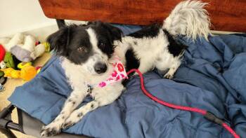 Border Collie Dogs Available for Adoption - Wesley | PetCurious