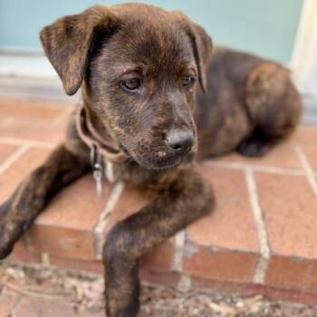 Mixed Breed Dogs Available for Adoption in Buffalo, Minnesota - Jolly | PetCurious