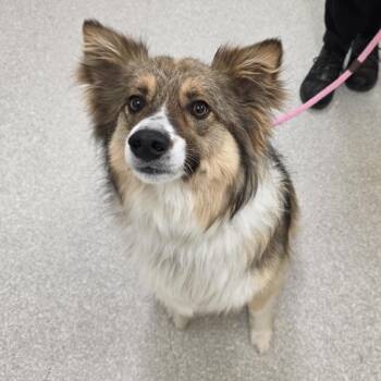 Bingo -  Shetland Sheepdog Sheltie and Mixed Breed Dog for Adoption - Bingo | PetCurious