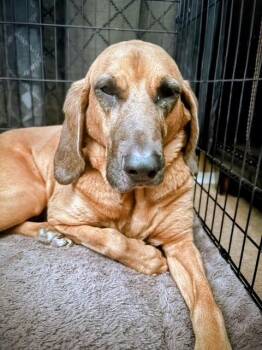 Bloodhound Dogs Available for Adoption in Dallas, Texas - Nala | PetCurious
