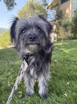 Cash -  Pomeranian and Yorkshire Terrier Dog for Adoption in Kellogg, Idaho - Cash | PetCurious